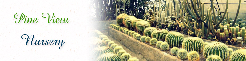 homestay in kalimpong homestay in kalimpong